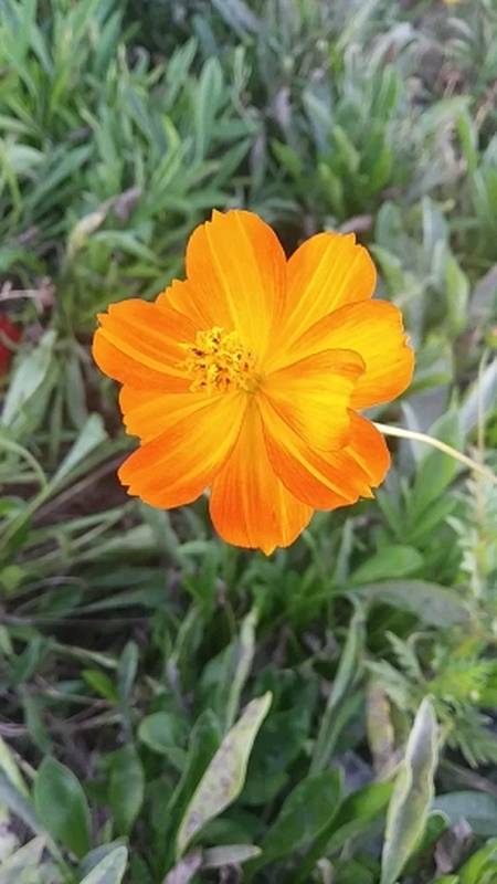 郊游踏青#黄秋英黄花未见已倾城,又是一年秋气清.