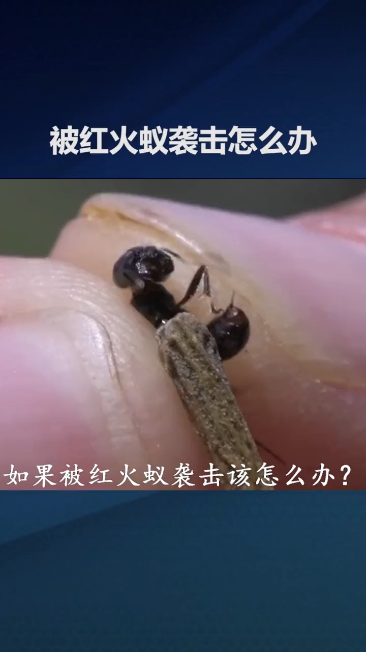 红火蚁的天敌杀灭图片