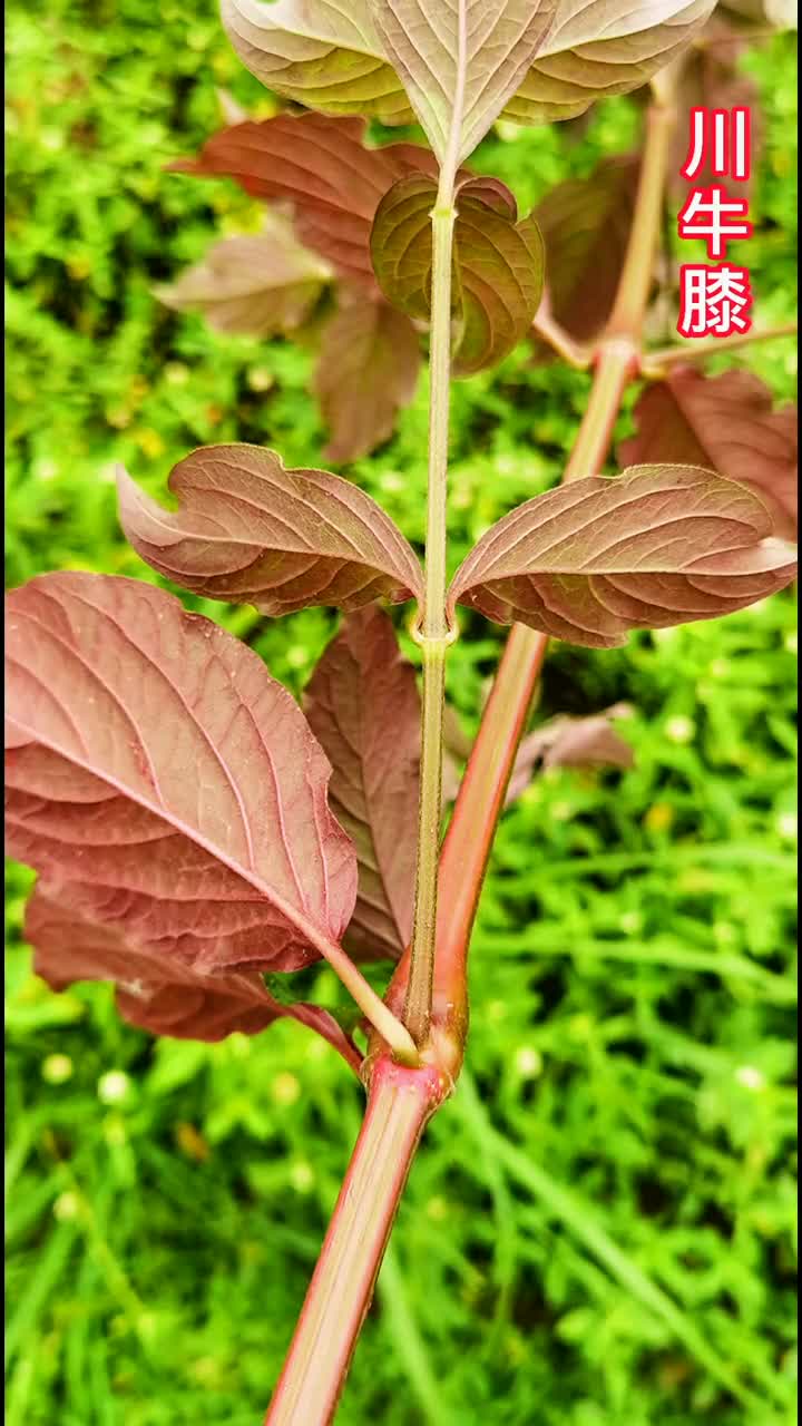 《川牛膝》牛膝有三种:怀牛膝,川牛膝,土牛膝