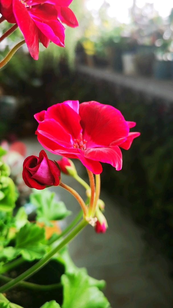 天竺葵胭脂,花苞像玫瑰