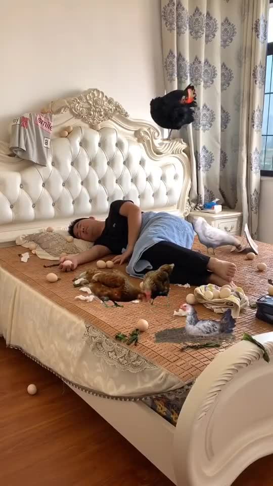 搞笑段子剧这是谁家的鸡啊我回娘家3天,就跑到我家主卧床上了请问我睡