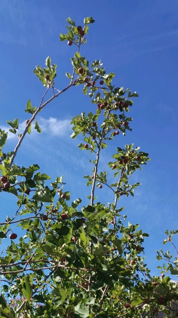 郊游踏青#原来一直以为是普通的海红树,结果走近一瞧:⊙⊙!