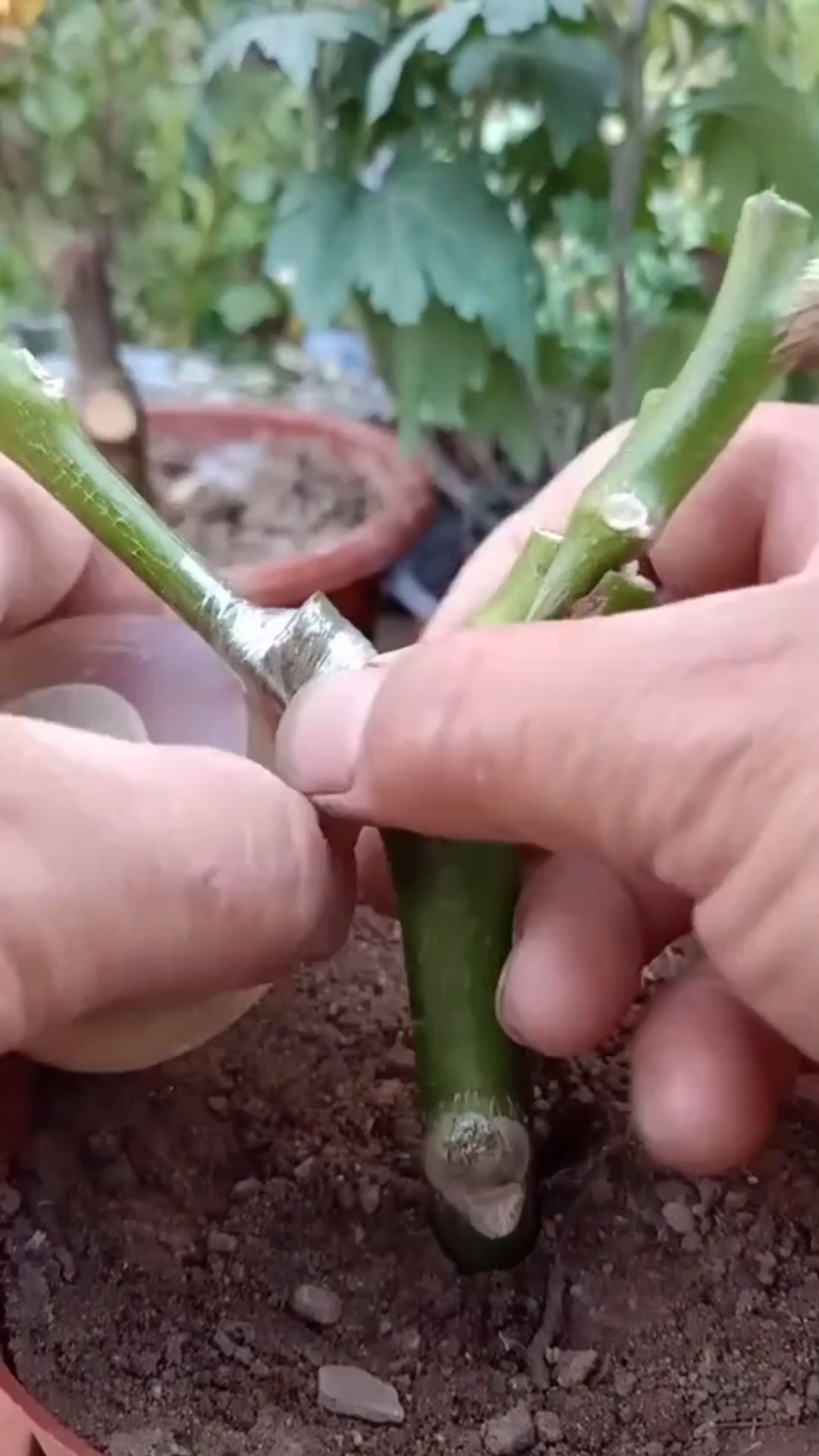 嫁接高手#劈接太空育茄子,嫁接后提高产量千倍,轻松就看会