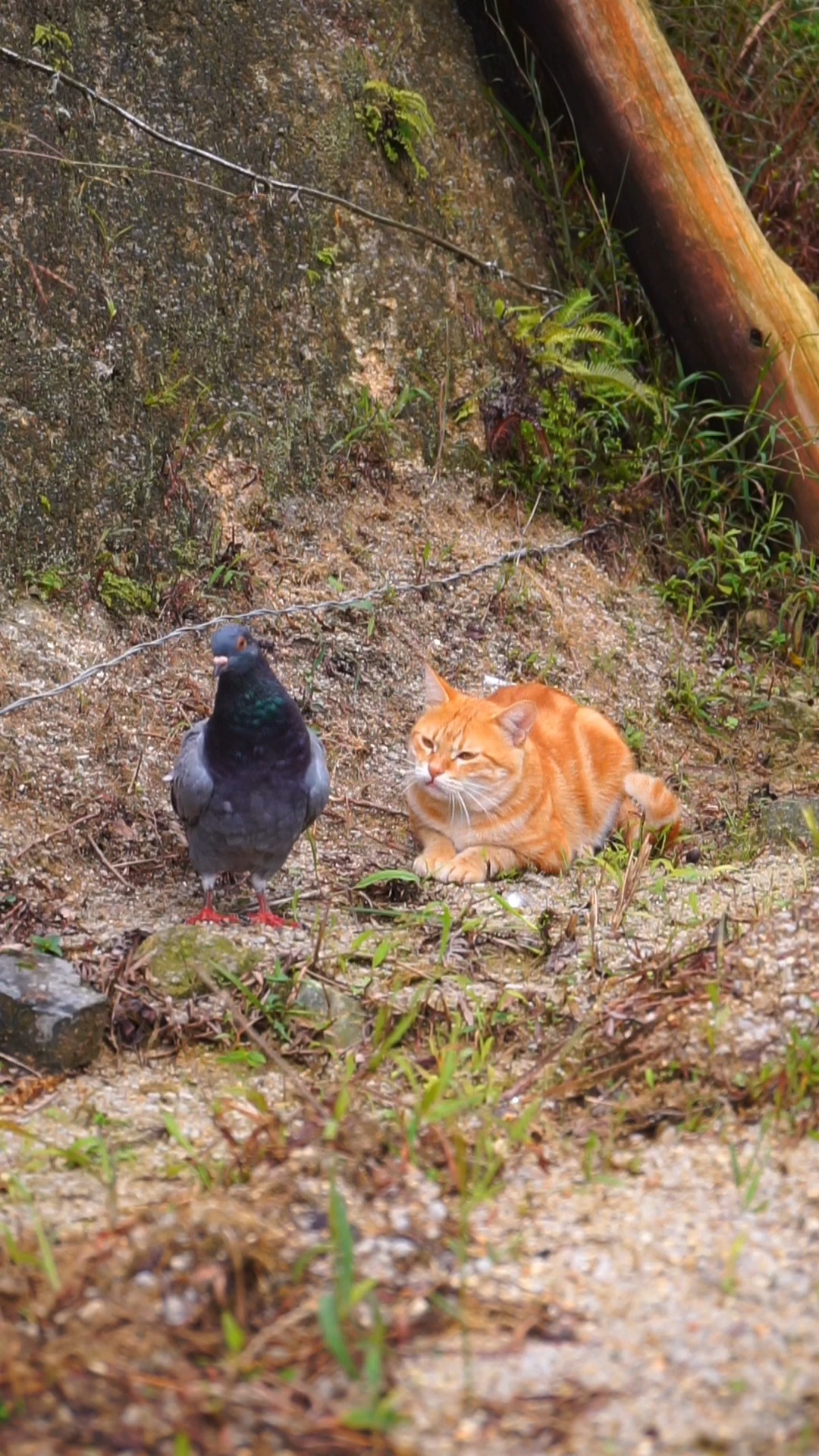 橘猫#菠萝:带鸽子熟悉下茶园坏境