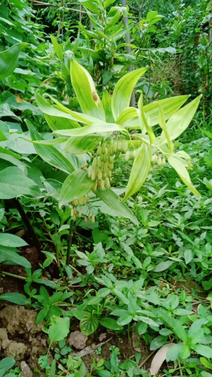 黄精,一种药材,花也开得起串串