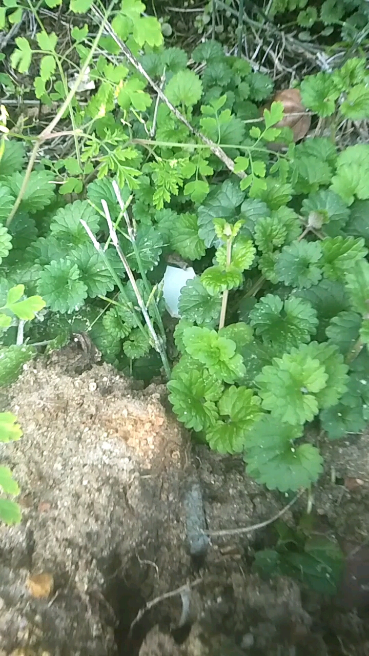 四角乞丐碗越来越少了,主治岔气,穿痛,胀痛,闷痛,全株下药 平时都能用