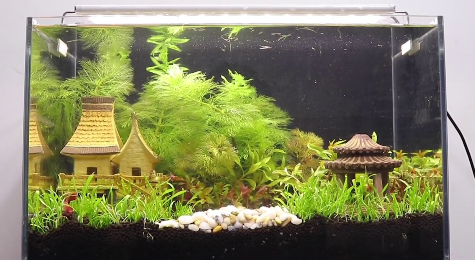 简单又高级的鱼缸造景,适合新手朋友尝试!