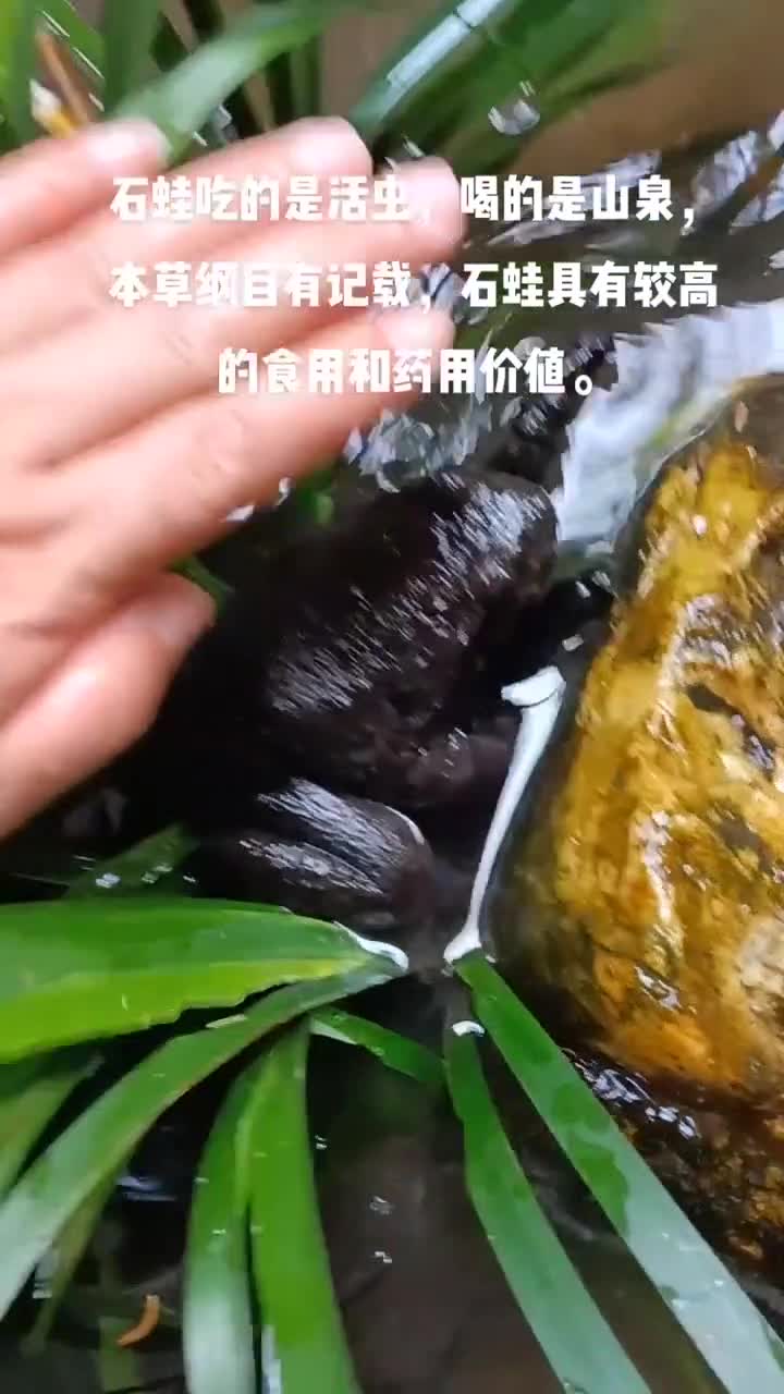 这是牢底坐穿蛙千万不要抓它哦