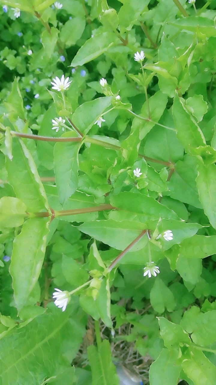 描写鹅鸟菜开花的样子图片