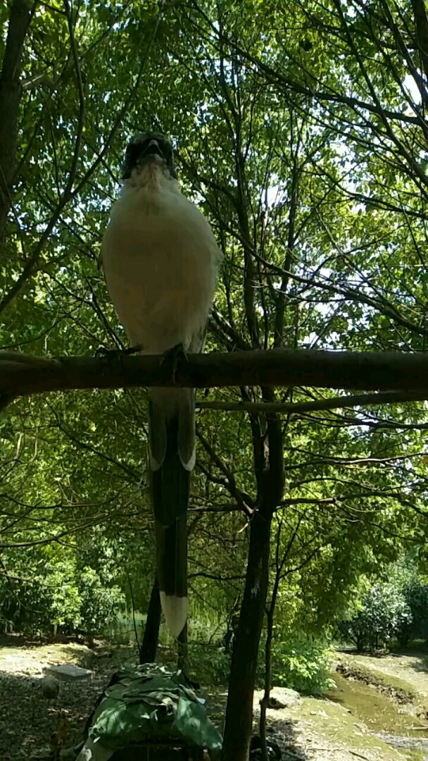我怎么这么好看#散养鸟,漂亮.散养了快五个月了一直树林里自由活动?