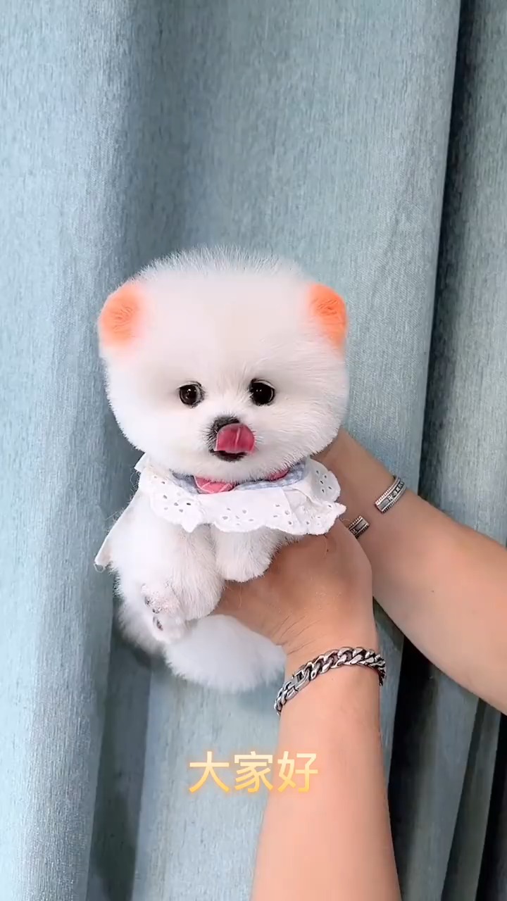 我家萌宠成精了这只茶杯犬太可爱了