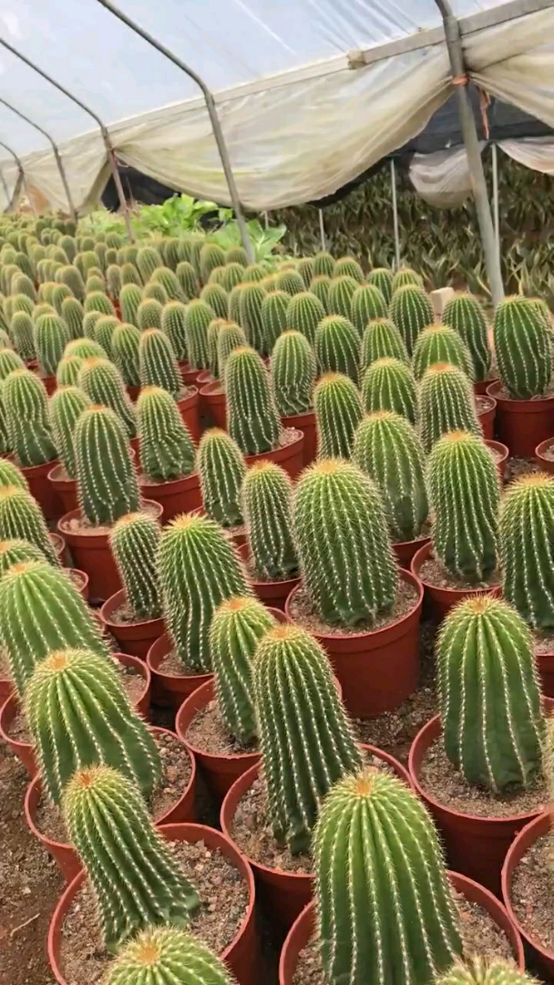 多肉植物,大凤龙