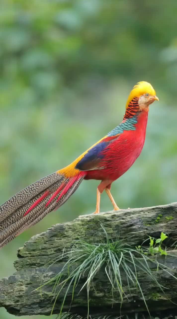 拥有非常华丽羽毛的野鸡,又名飞龙