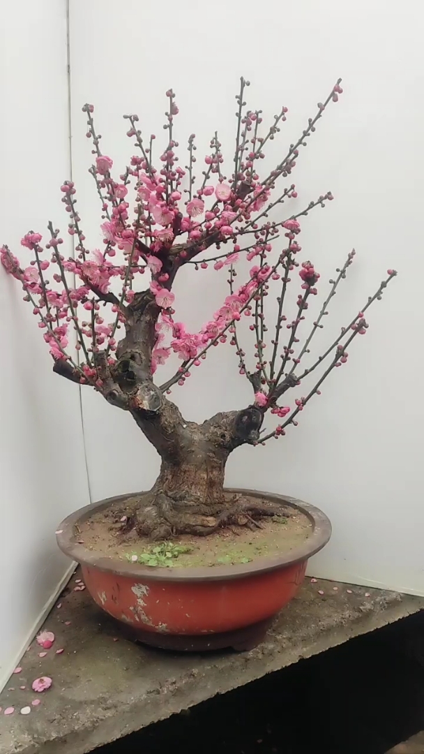 原生骨里红  红梅