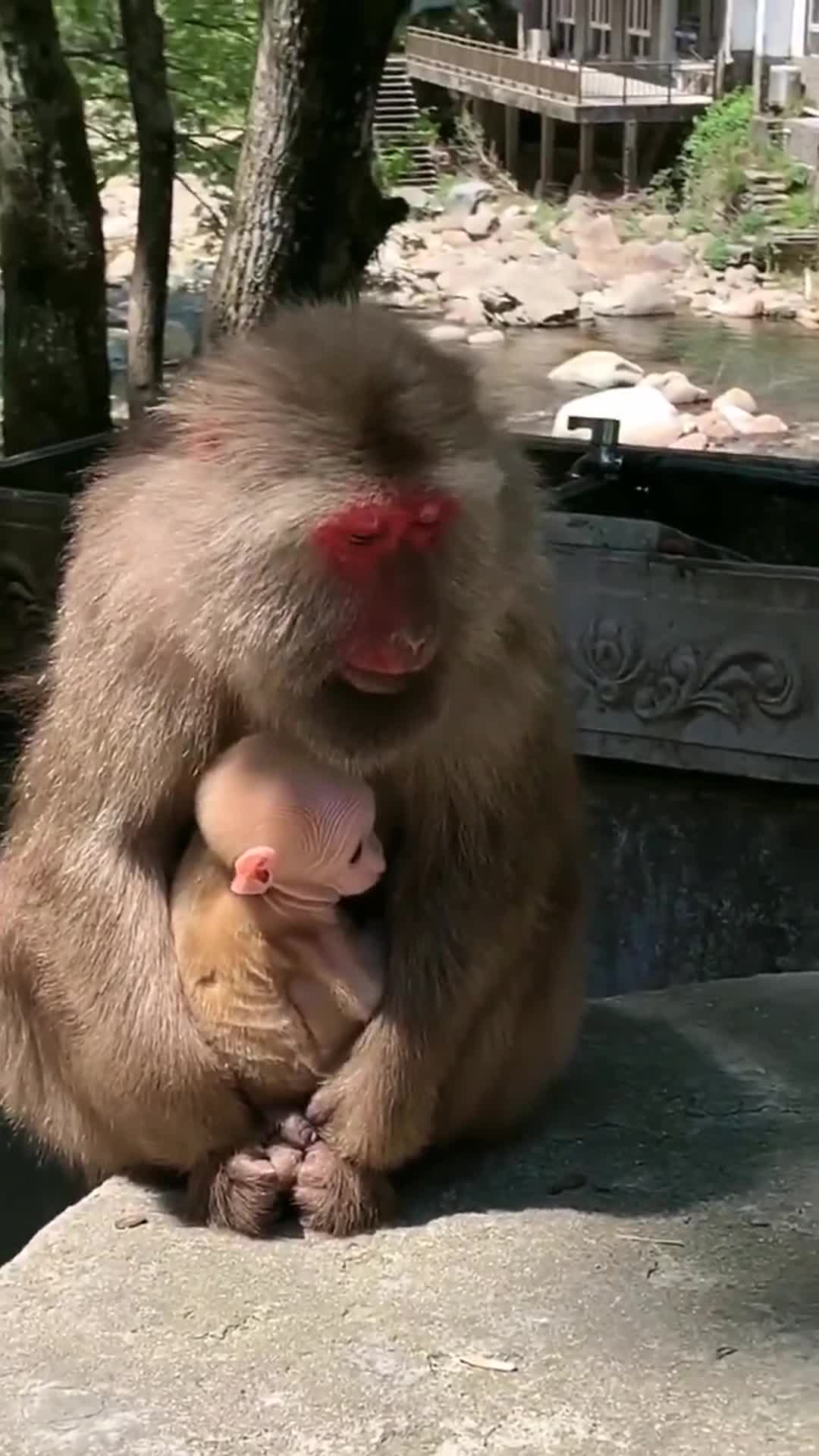 动物世界# 猴子妈妈带着宝宝看起来好有爱!