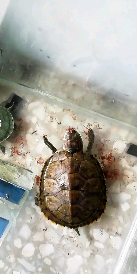 乌龟吃红线虫.