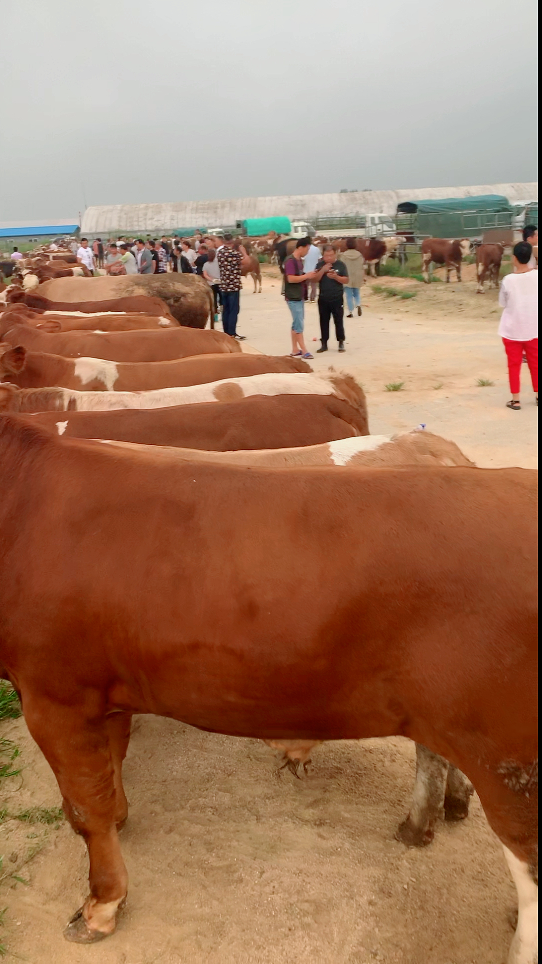 莱州肉牛老葛挑选七八百斤架子牛