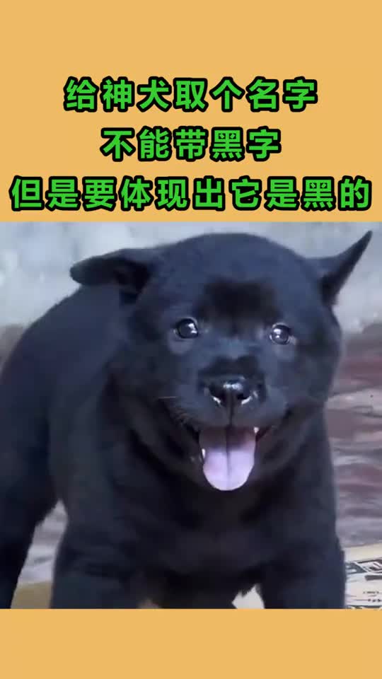给神犬取个名字不能带黑字但是要体现出它是黑的