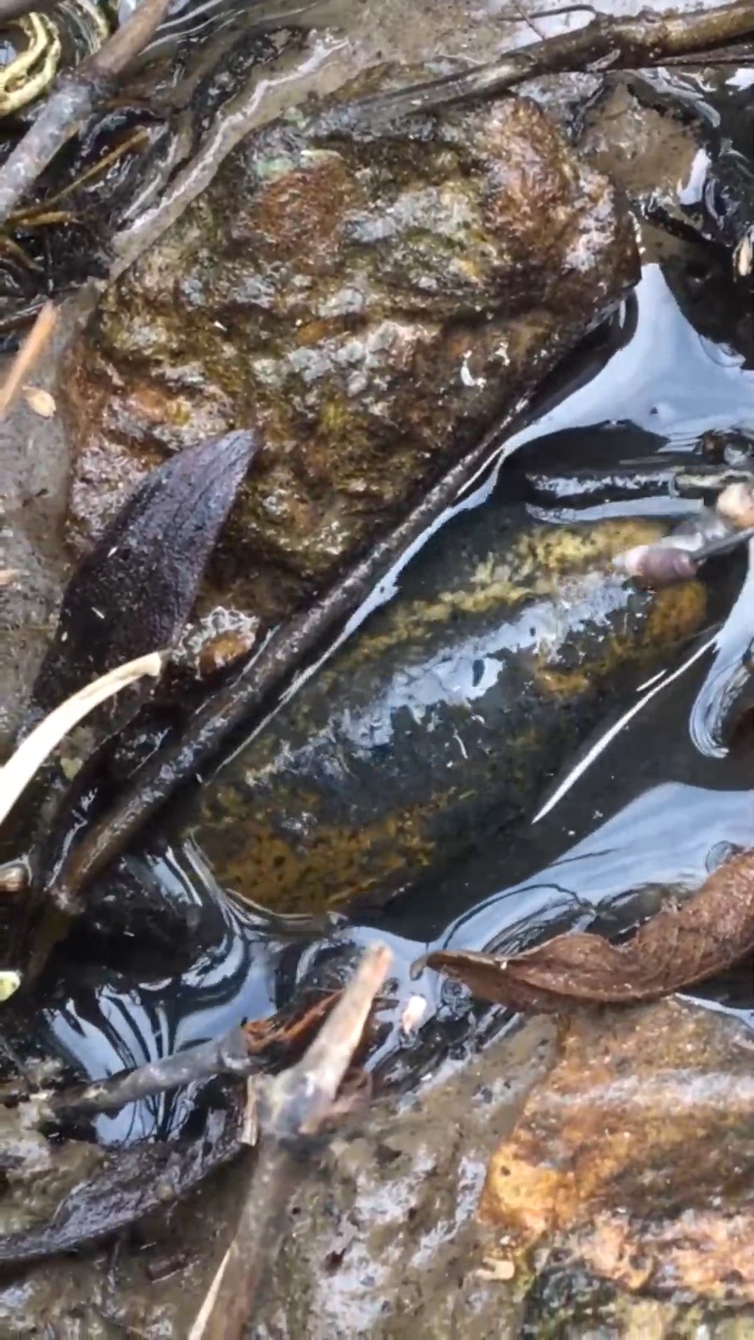 娛樂#小夥溪邊釣鱔魚,這鱔魚頭這麼大,起碼有一斤左右