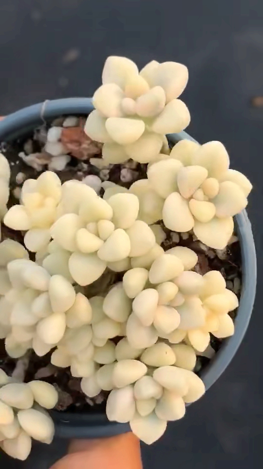 奶油黄·丸叶姬秋丽锦.