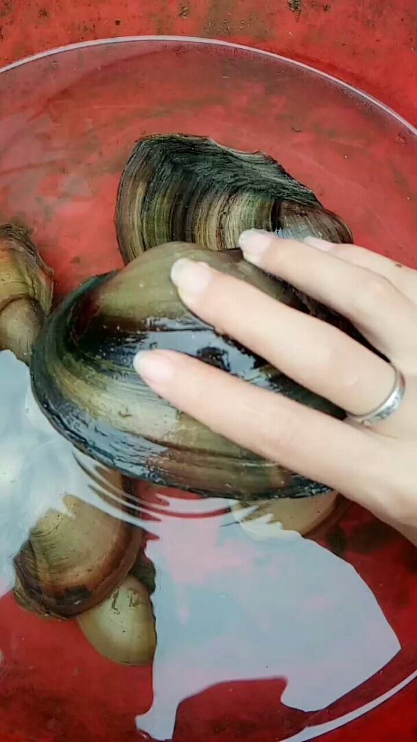 摸到的超大的河蚌,比脸都大,有知道怎么做着吃的吗?