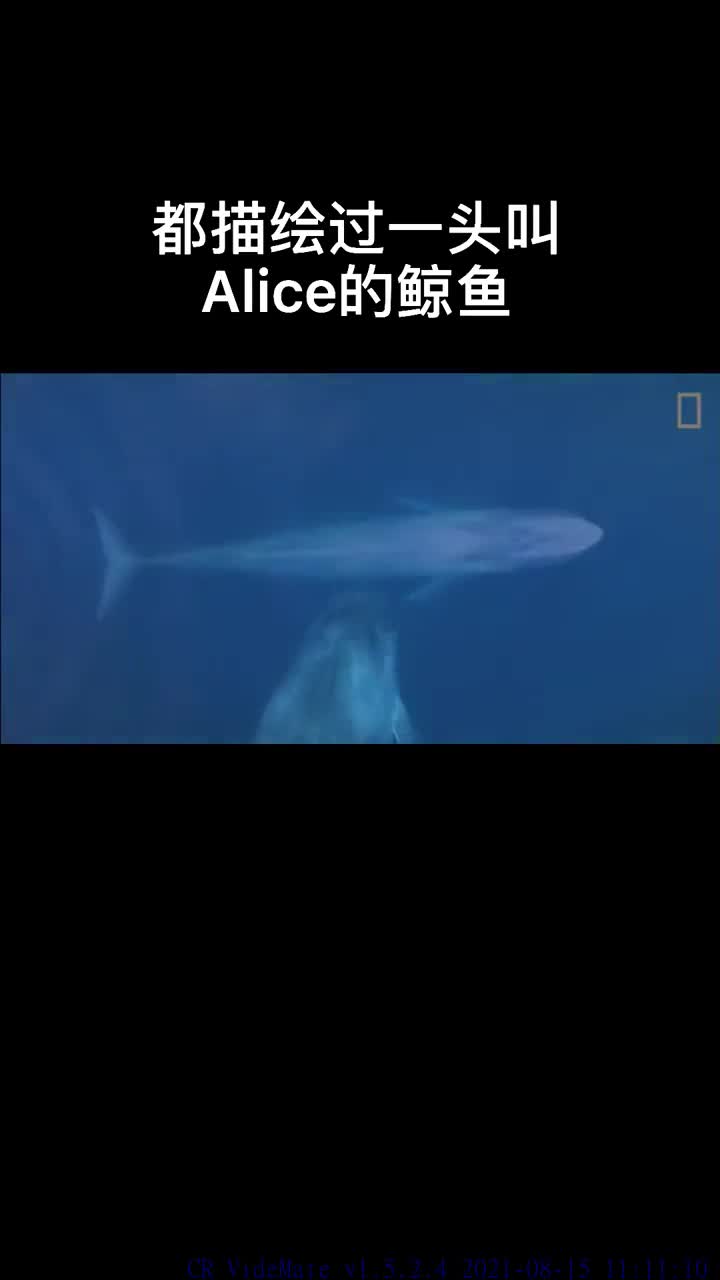 我要上热门并不孤独的52赫兹鲸鱼alice第1集