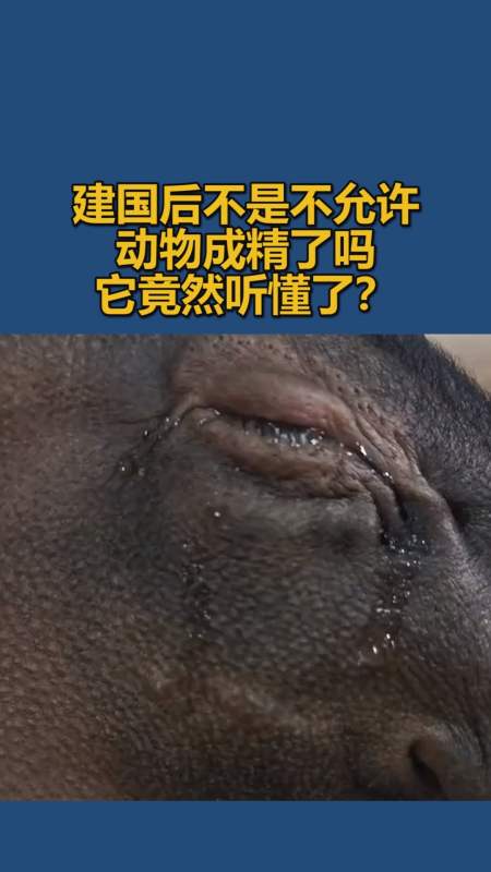 我要上熱門#建國後不是不允許動物成精了嗎,它竟然聽懂了?