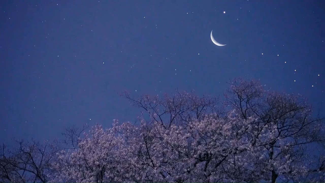 樱花壁纸可爱 夜晚图片
