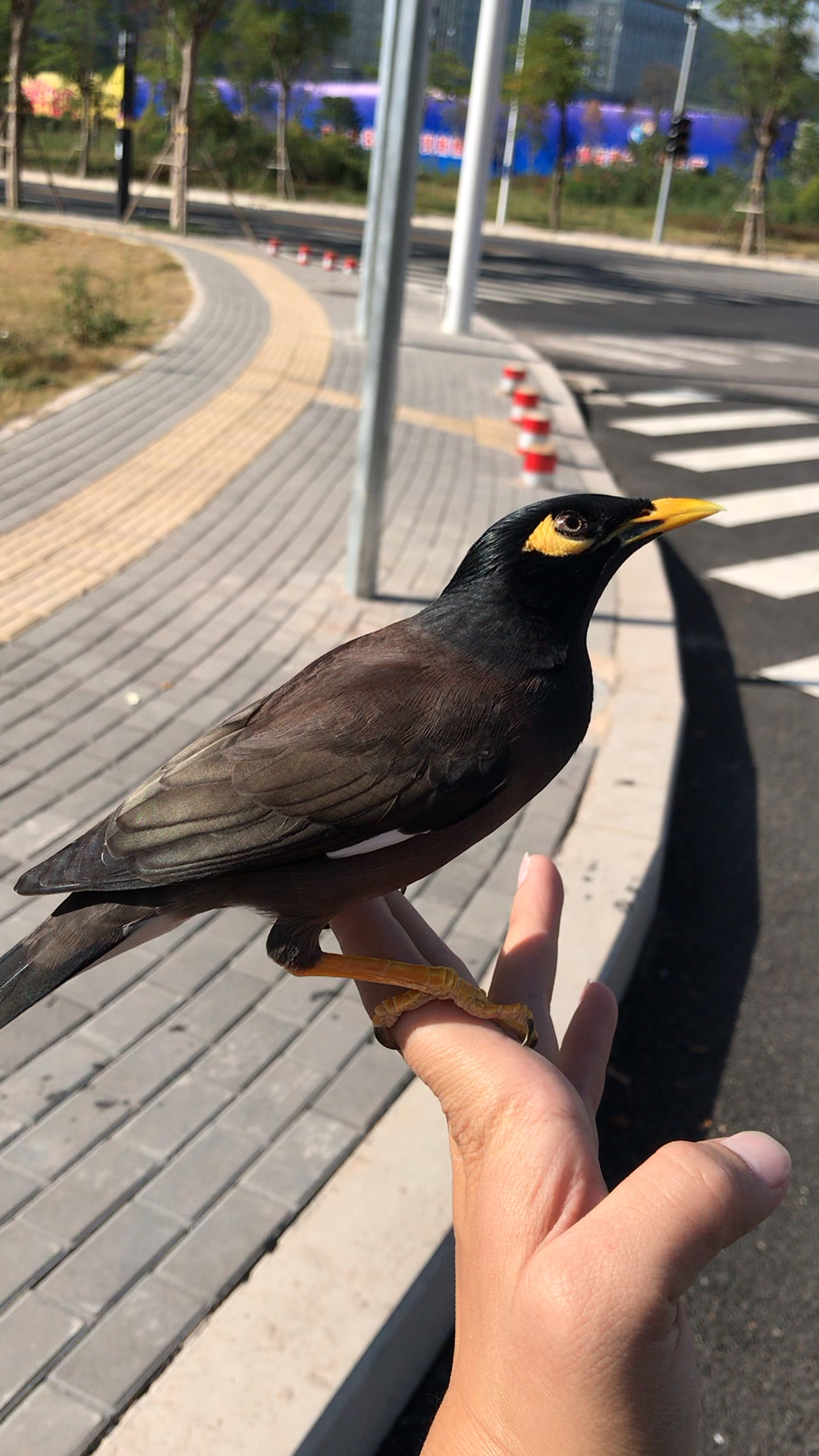 漂亮的海南八哥