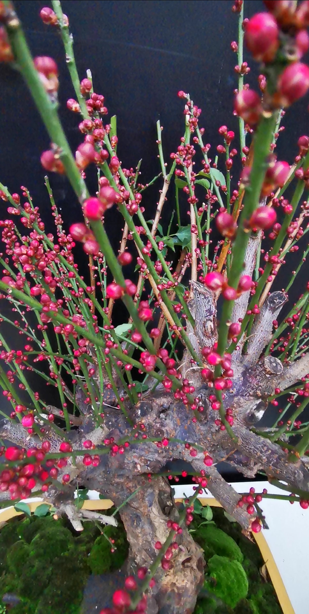 原生骨红红梅