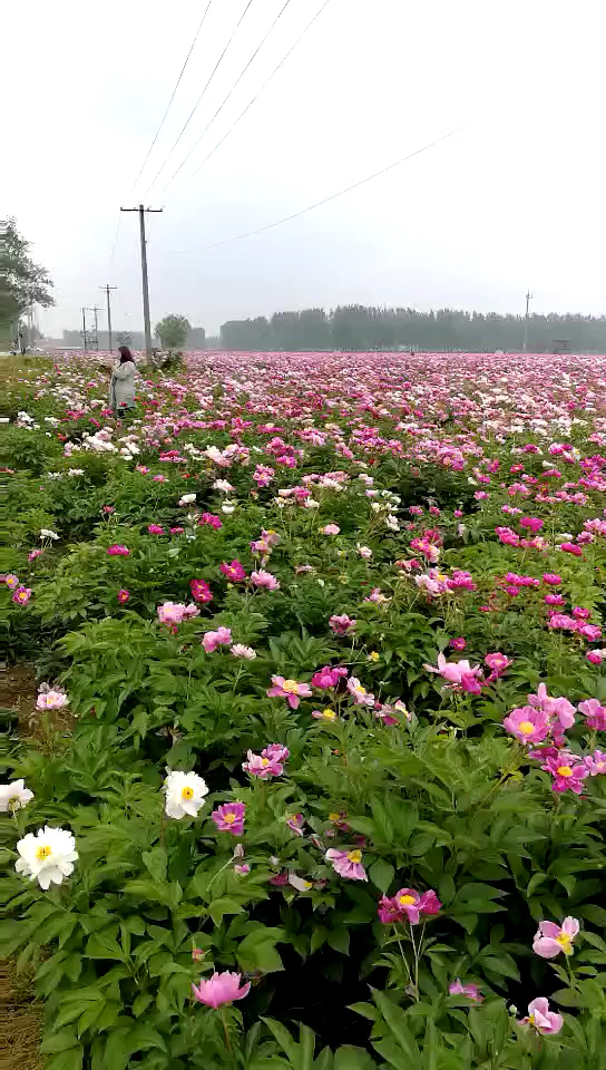 库存,洛阳牡丹节的大美花海