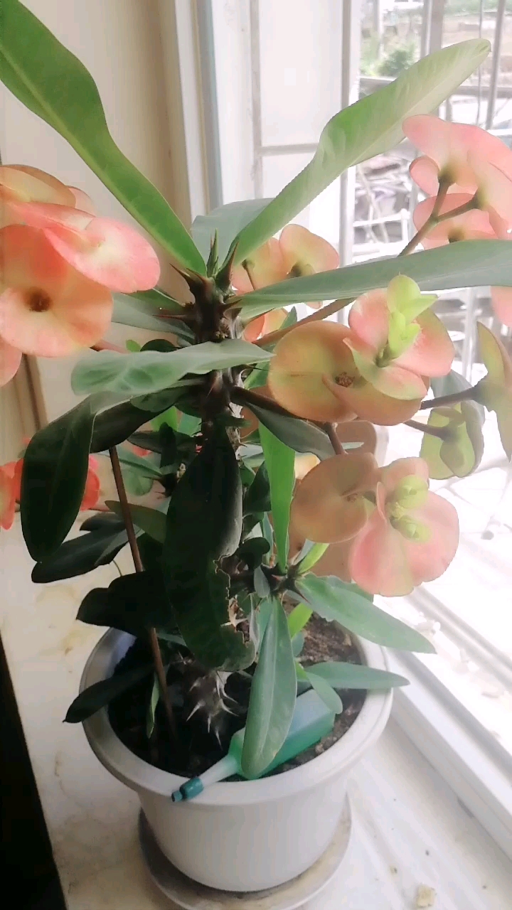 看看我家里的刺骨骨花好不