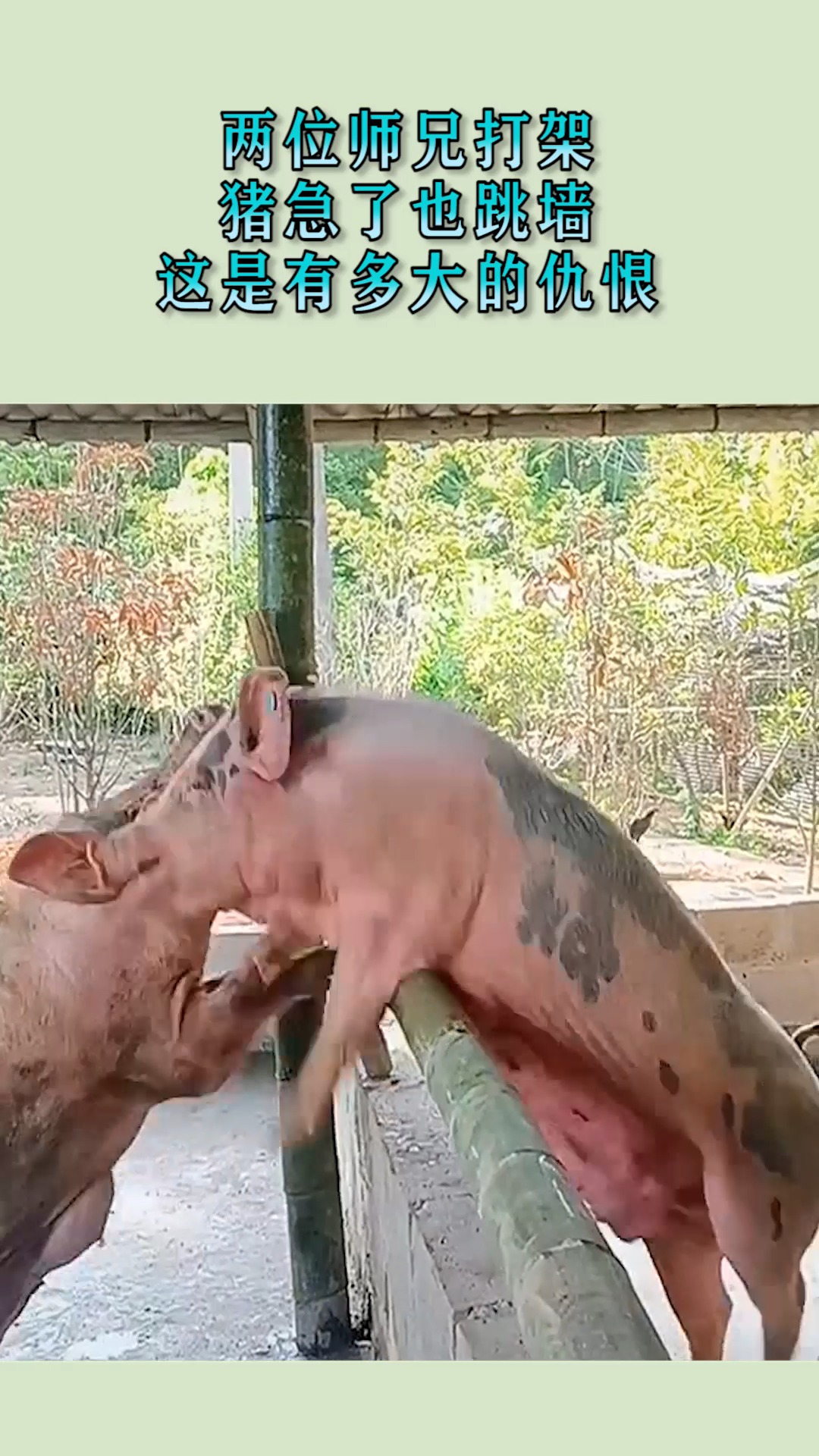 两位师兄打架,猪急了也跳墙,这是有多大的仇恨?