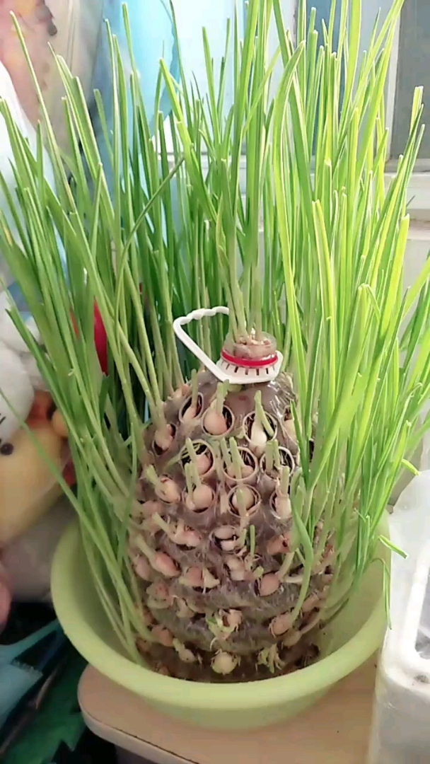 油桶里面种蒜苗,废旧油桶打上眼,放土壤,然后把大蒜瓣放进去,浇水就