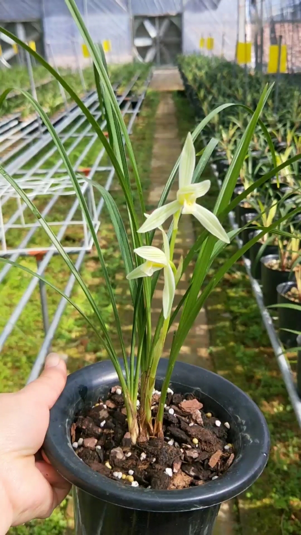 莲瓣兰小雪素开花咯!美美哒