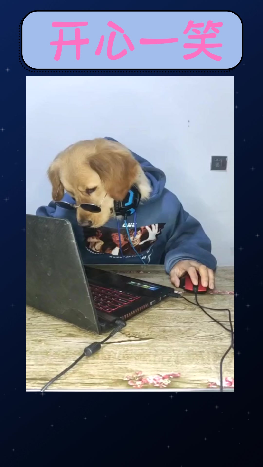 搞笑#这位狗头先生正在努力工作一副很认真的样子