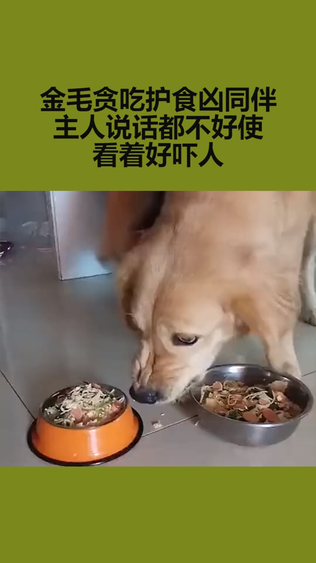 我要上热门金毛贪吃护食凶同伴主人说话都不好使看着好吓人