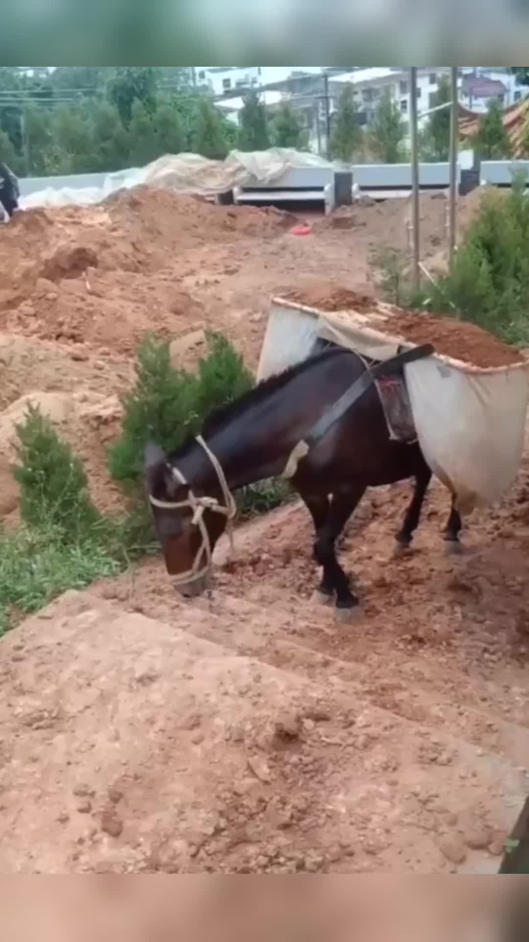 像马那样驮着爬图片