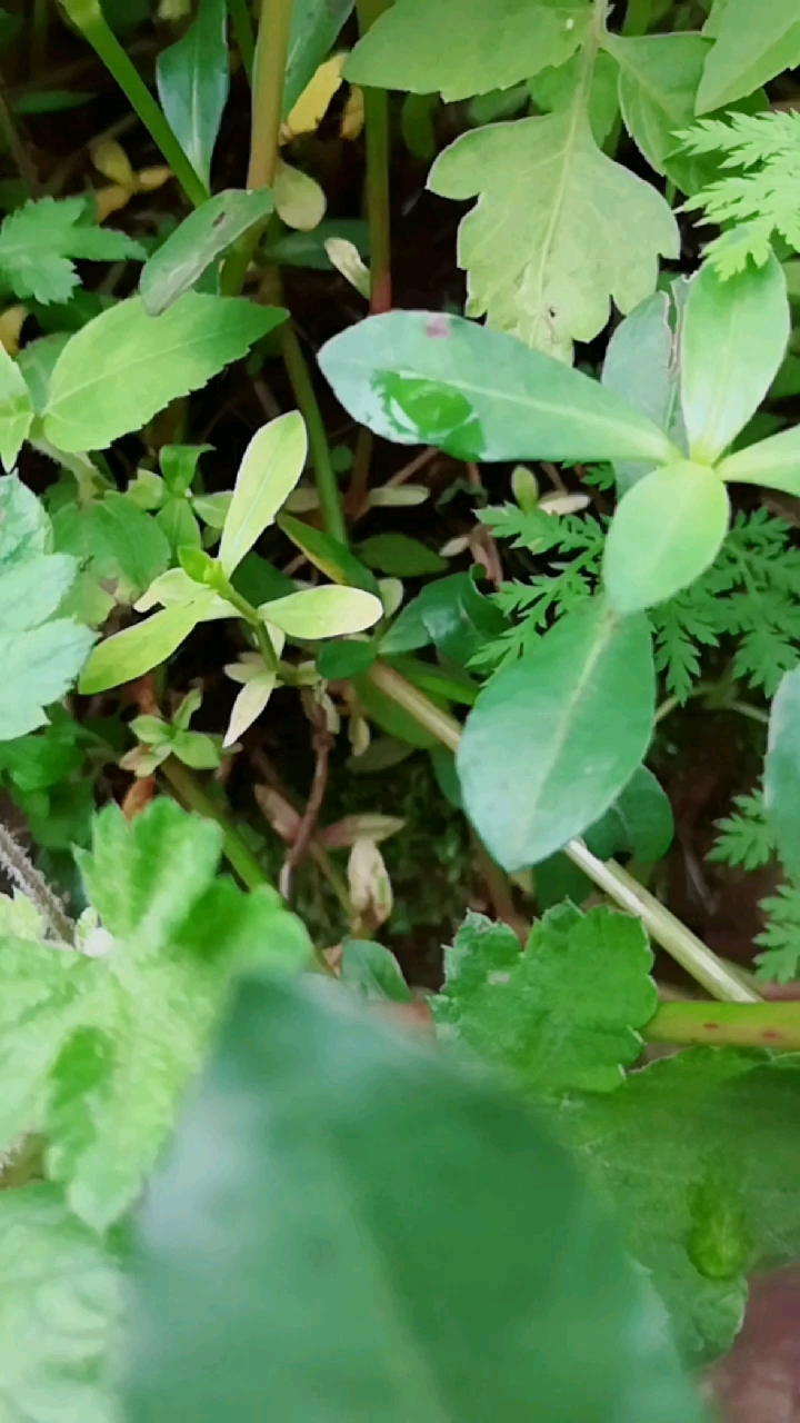 这是我家里本届最讨厌的老马是汉草