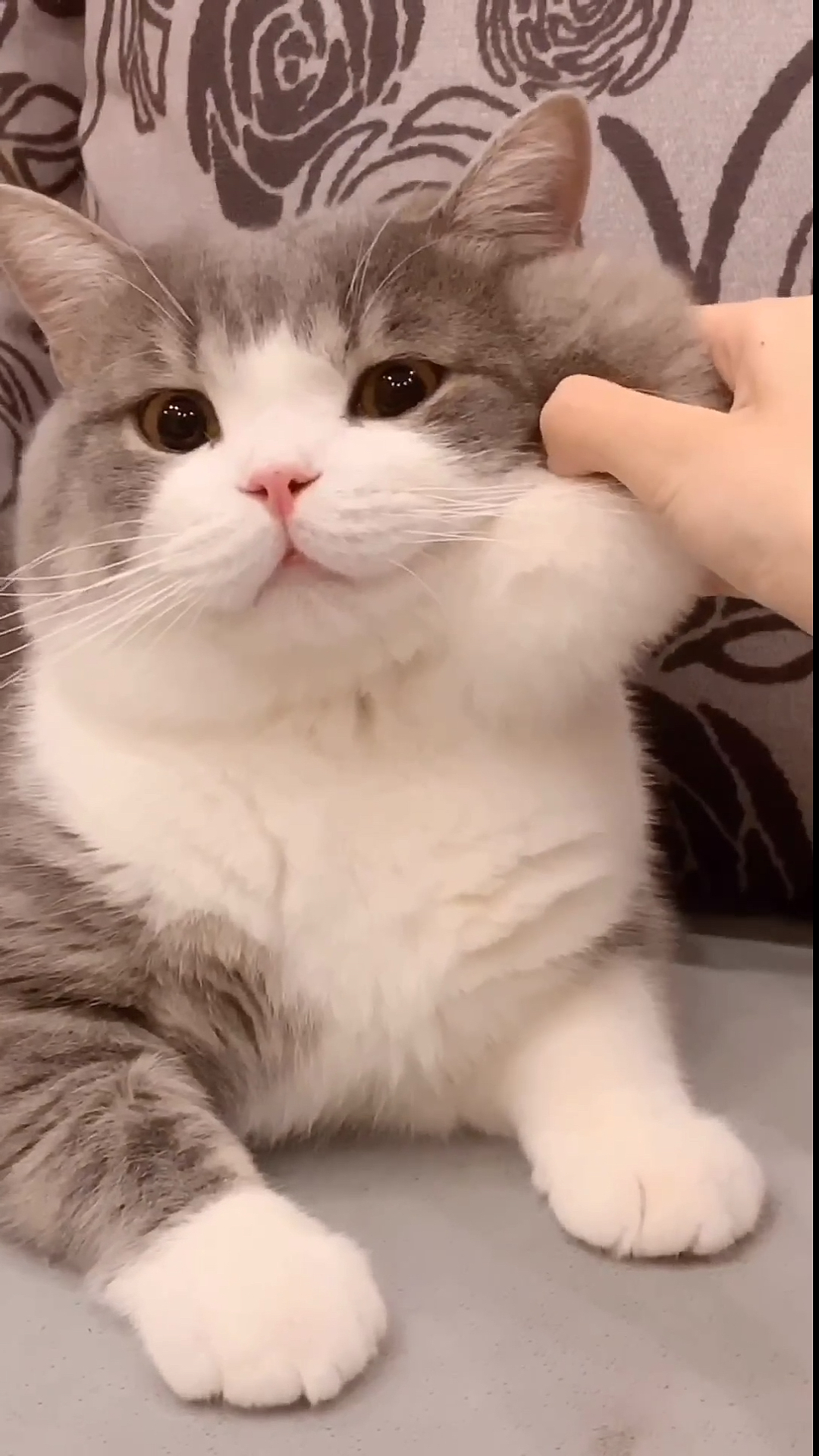 宠物最可爱的样子#你们是从哪个视频认识土豆的?