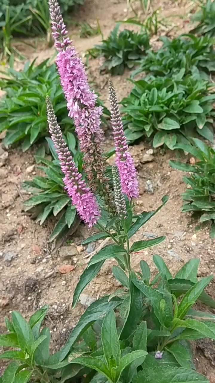 蛇尾草花.