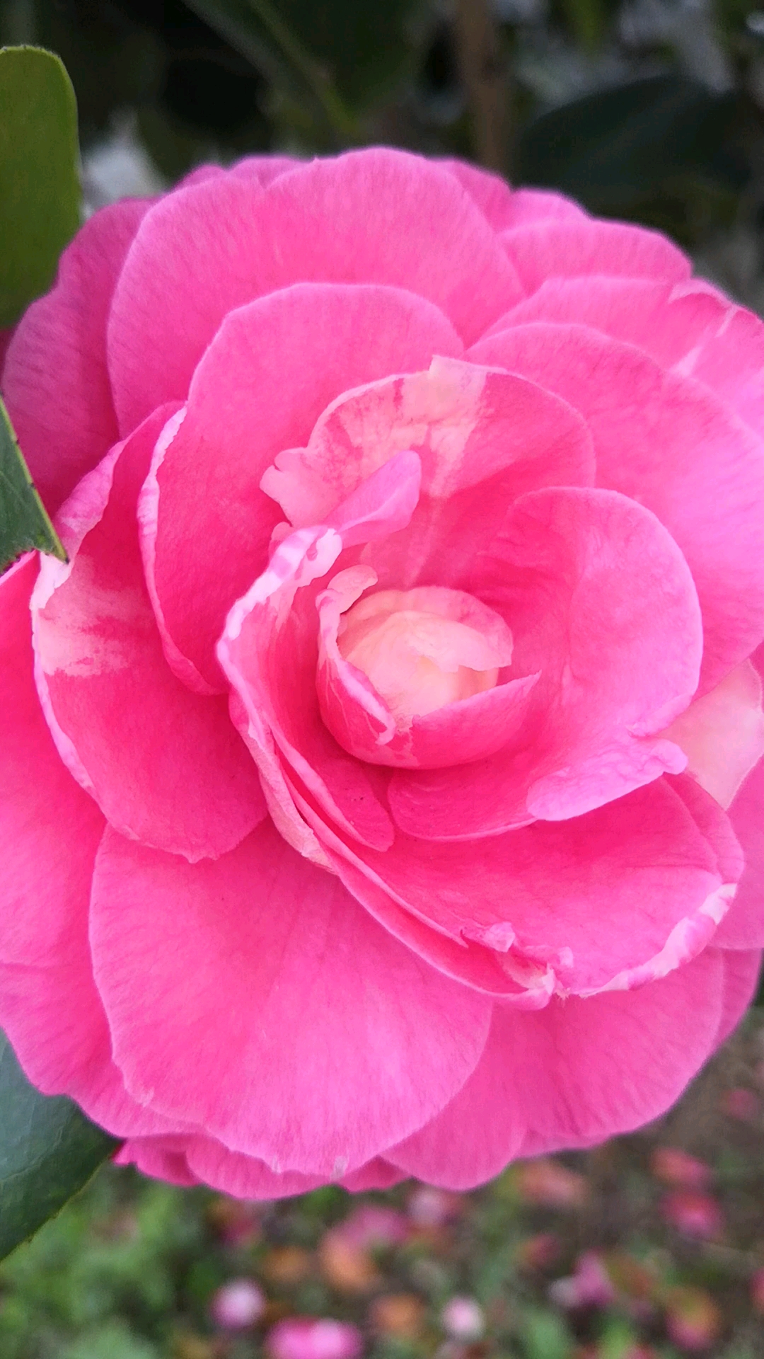 粉色茶花花语:可爱,谦让.你们知道这是什么品种吗?