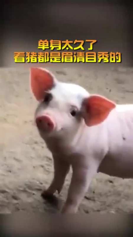 单身太久了,看猪都是眉清目秀的,这就是恋爱的感觉吗