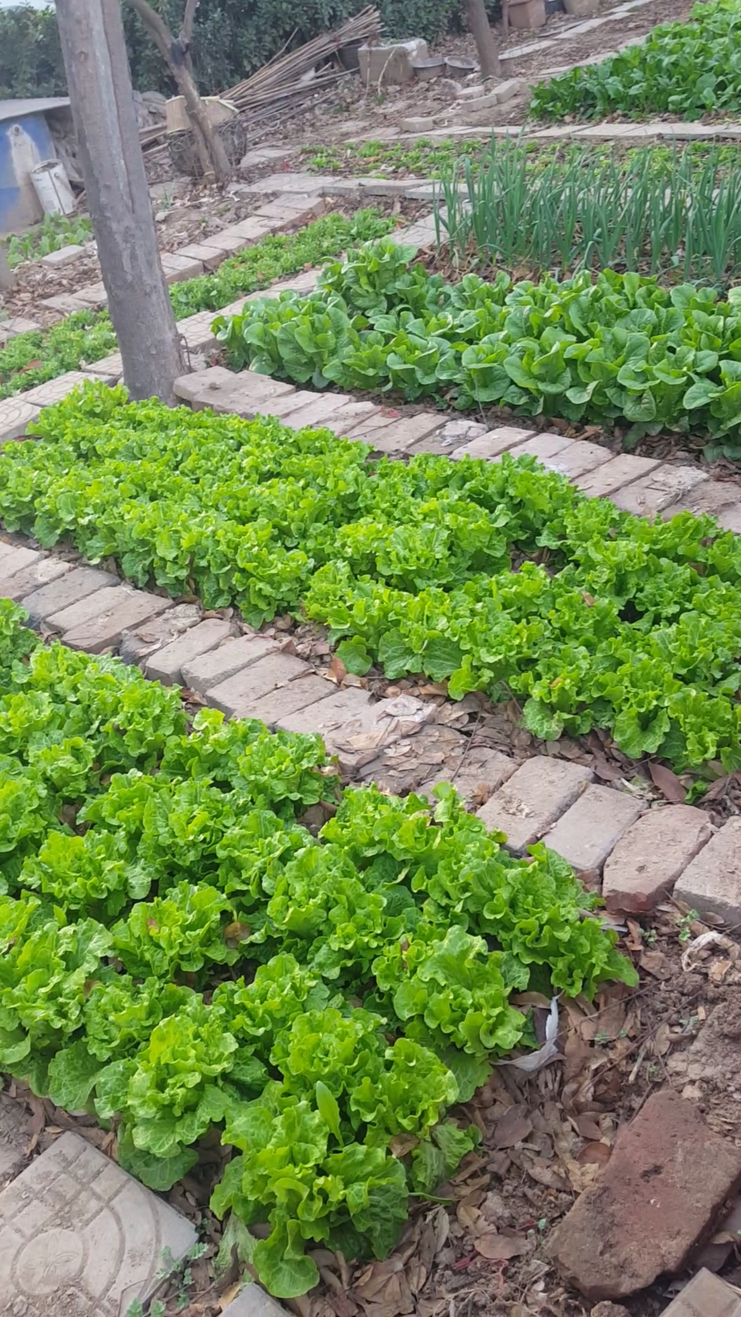 我和春天有个约会#青翠碧绿的菜园子