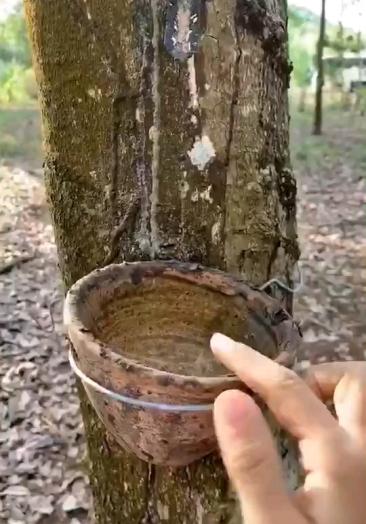 【伙伴们现场割胶——碗的秘密】