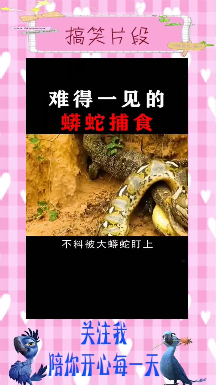难得一见的蛇捕食太渗了搞笑视频