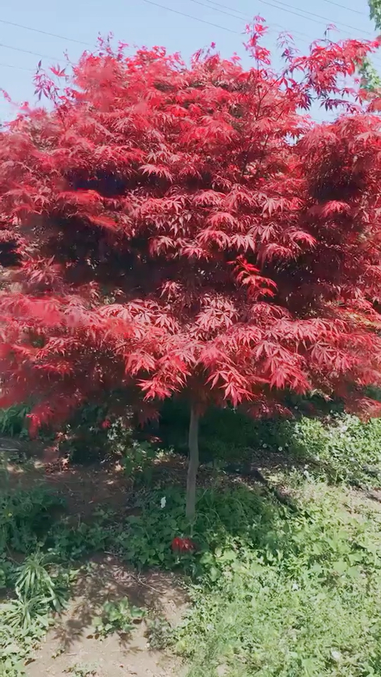 5公分的,中国红红枫.