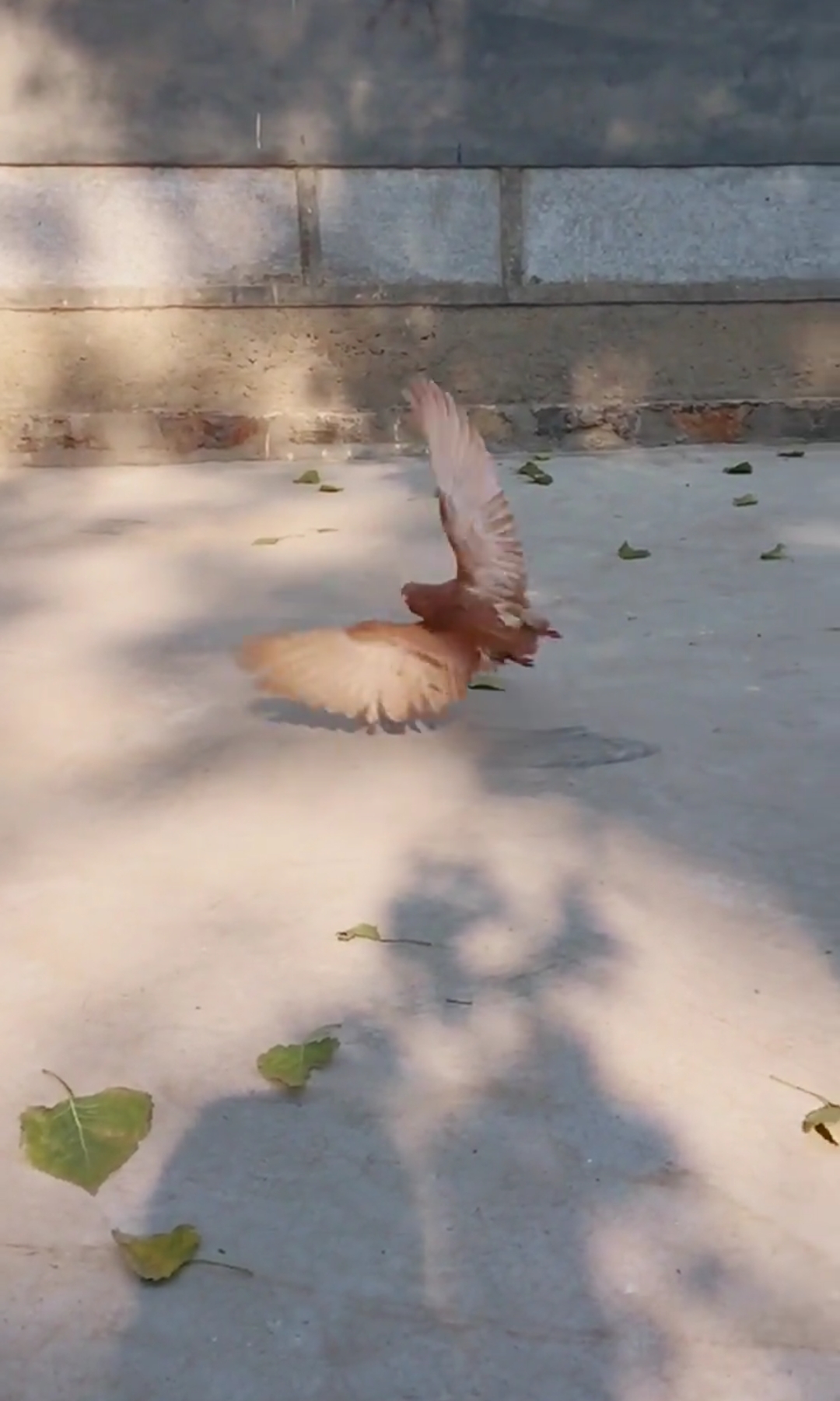 会翻跟头的鸽子,你绝对没见过