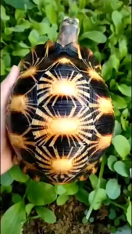 16公分精品辐射陆龟