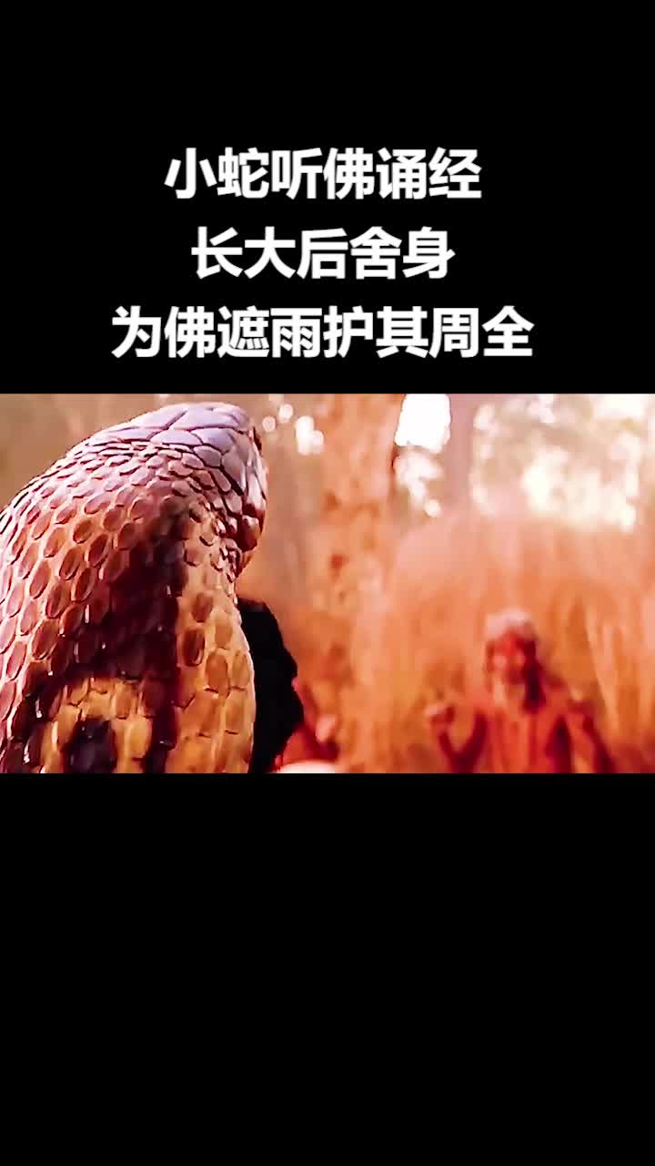 蛇为佛祖挡雨图片